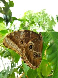 Close-up of butterfly on plant