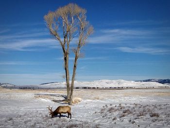 Elk refuge