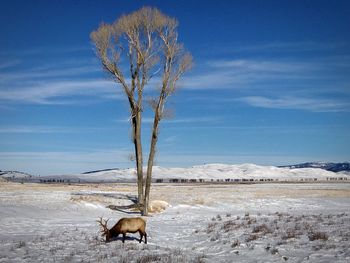 Dead tree on snow covered land
