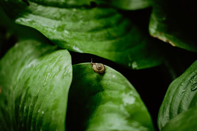 Close-up of insect on leaf