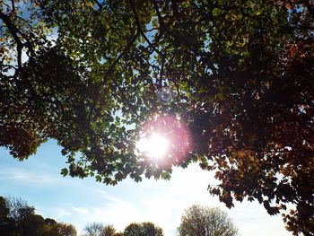 Low angle view of trees against sky