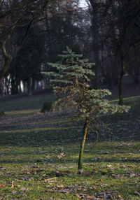 Trees growing on grassy field