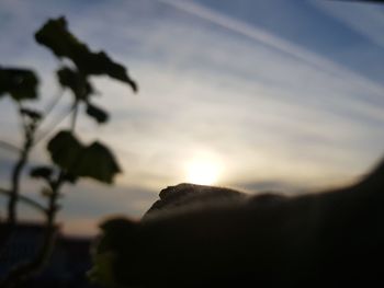 Low angle view of silhouette plants against sky during sunset