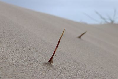 Close-up of lizard on sand