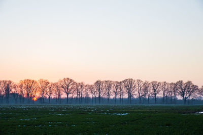 Trees on field against clear sky during sunset