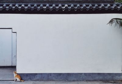 View of a cat on wall of building