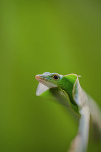 Close-up of frog on leaf