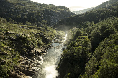 Scenic view of waterfall in forest