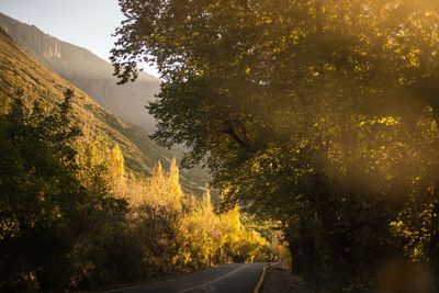 Road amidst trees in forest against sky