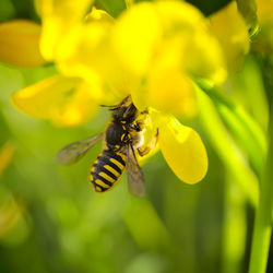Close-up of bee pollinating on flower