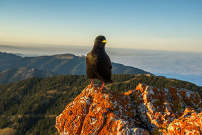 Alpine chough on a rock with red lichen