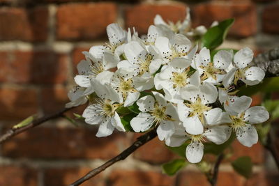 Close-up of white cherry blossoms in spring
