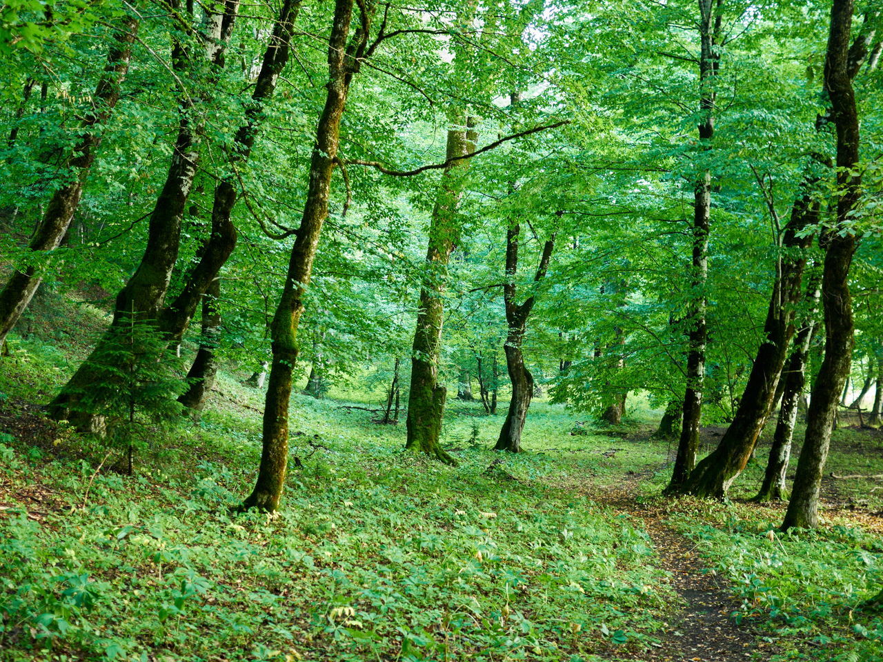 TREES GROWING IN FOREST