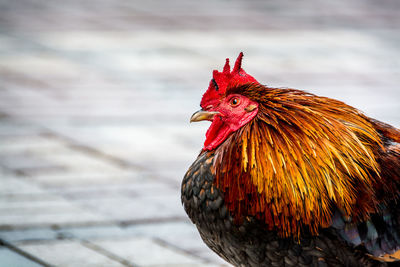 Close-up of rooster perching on street