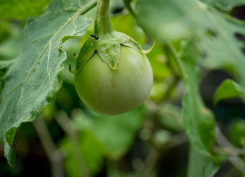 Close-up of eggplant