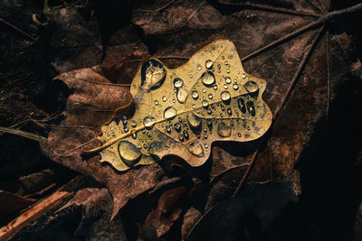 High angle view of dried leaves on field