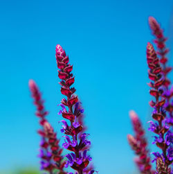Low angle view of purple flowering plant against blue sky