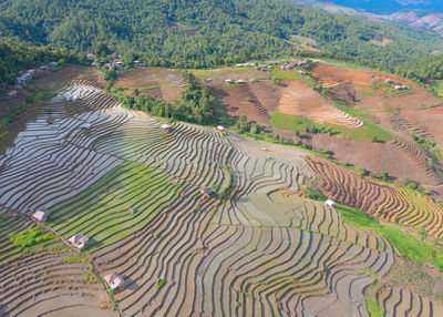 High angle view of rice field