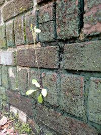 Close-up of brick wall