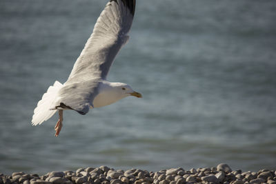 Close-up of seagull flying over sea