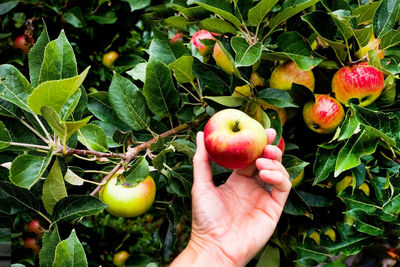 Close-up of hand holding apples