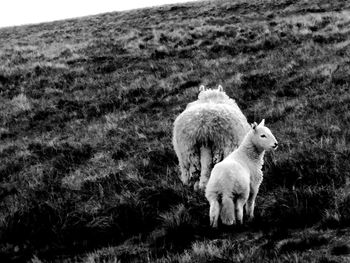 Sheep in a field