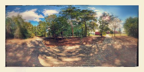 Trees on landscape