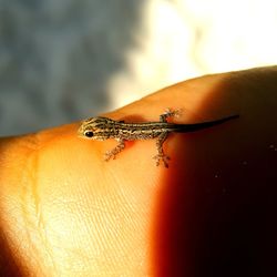 Close-up of insect on hand