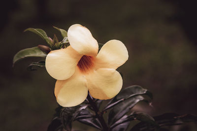 Close-up of frangipani blooming outdoors