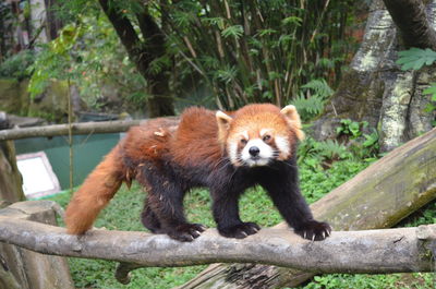 Red panda on log