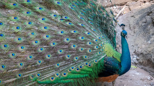 Close-up of peacock