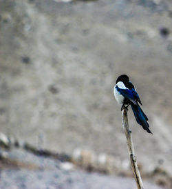 Close-up of bird perching outdoors