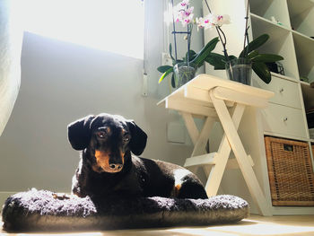 Portrait of dog relaxing at home