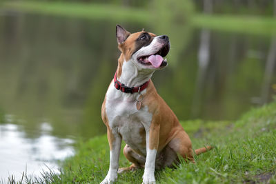 Dog looking away on field