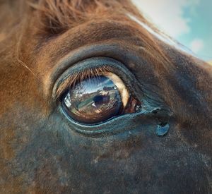 Close-up of horse eye