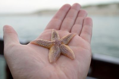 Close-up of hand holding lizard in sea