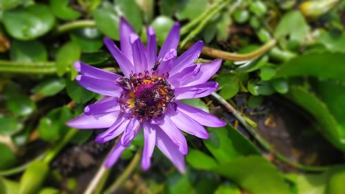 Close-up of honey bee pollinating on purple flower