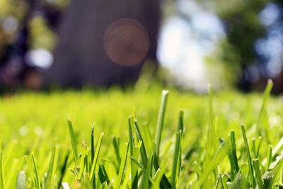 Close-up of plants growing on field
