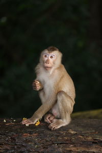 Wild monkeys are lounging and eating on the ground. in khao yai national park, thailand