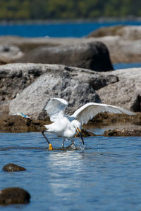 Close-up of birds in water