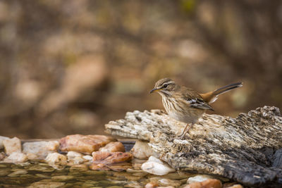 Close-up of bird perching on rock