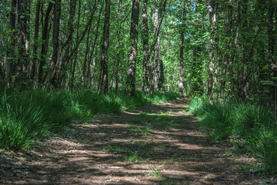 Dirt road amidst trees in forest