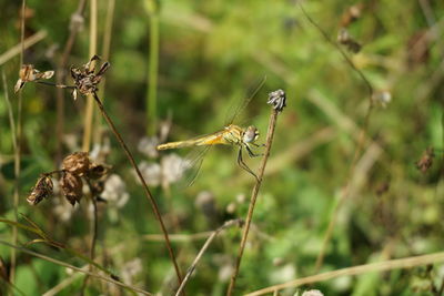 Close-up of insect on flower