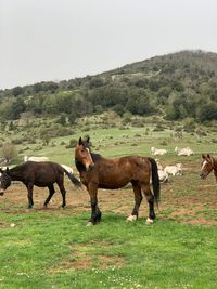 Horses in a field