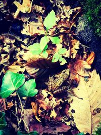 Close-up of leaves on plant during autumn