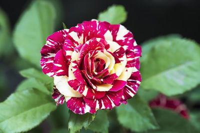 Close-up of pink rose