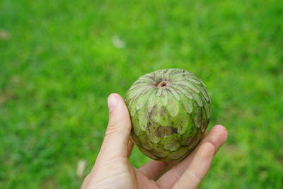 Close-up of hand holding fruit