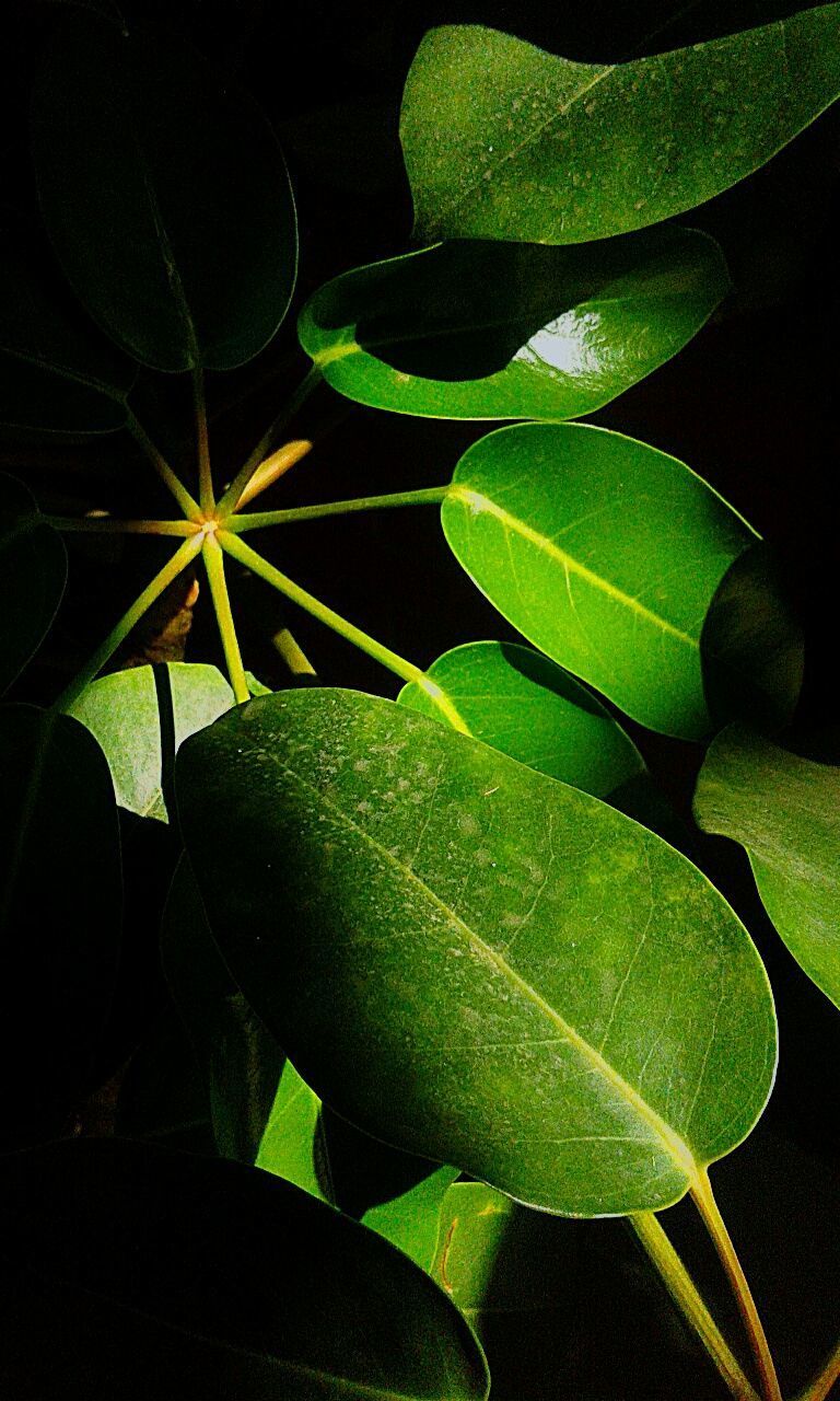 CLOSE-UP OF PLANTS