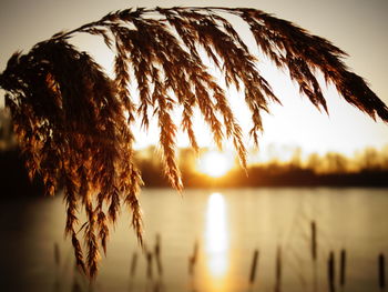 Close-up of silhouette plants against sky during sunset