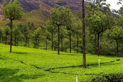 Scenic view of trees in forest